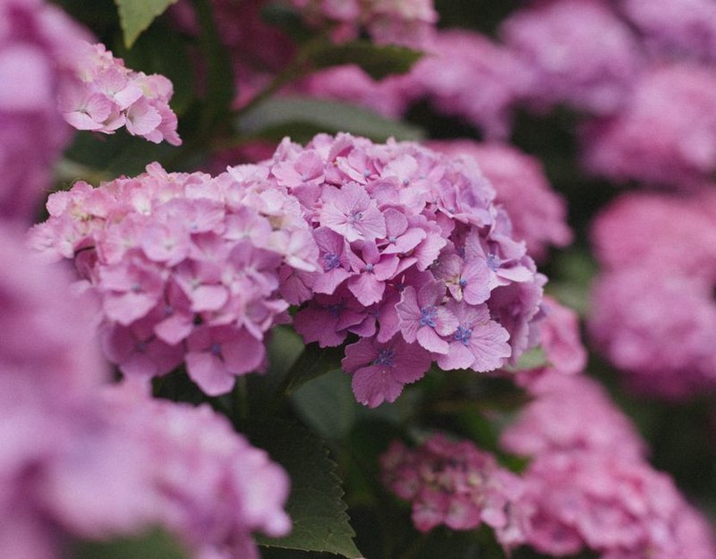 Single Stem Gift Box