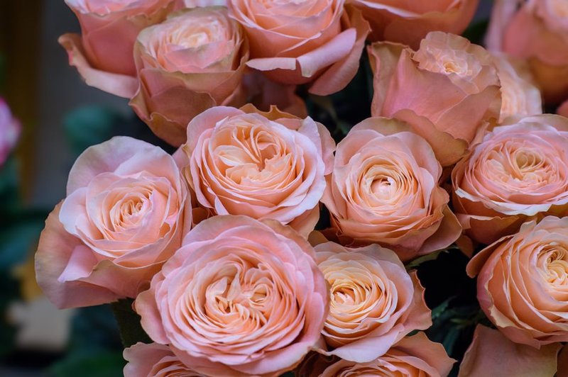 Sunset Rose Bundle